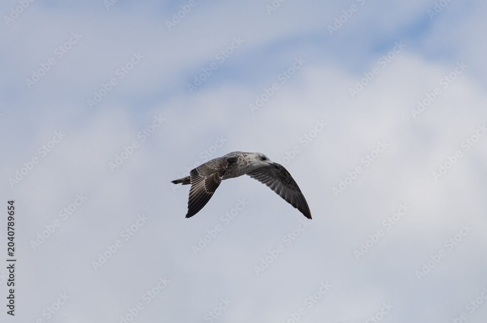 Obraz premium A bird is flying in the sky