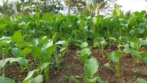 Fresh Green Mustard Caisim Growing in Organic Vegetable Garden, Healthy Caisin Plants in Agricultural Field