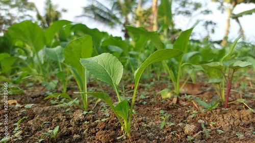 Fresh Green Mustard Caisim Growing in Organic Vegetable Garden, Healthy Caisin Plants in Agricultural Field