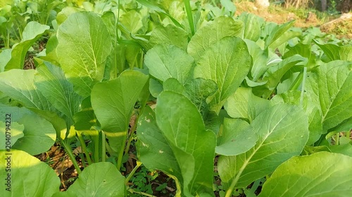 Fresh Green Mustard Caisim Growing in Organic Vegetable Garden, Healthy Caisin Plants in Agricultural Field