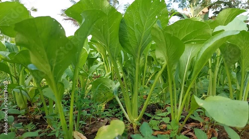 Fresh Green Mustard Caisim Growing in Organic Vegetable Garden, Healthy Caisin Plants in Agricultural Field