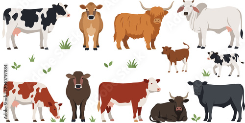 Farm cattle and livestock vector collection featuring dairy cows, beef cattle, calves and agricultural farm animal illustrations in flat style