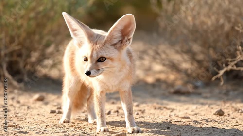 Big-eared fox in the desert, fennec fox in the desert
