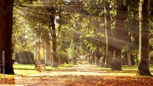sun shining through the trees