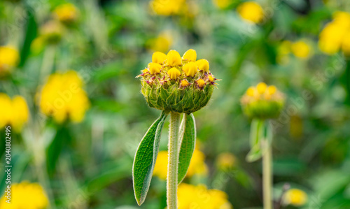 Phlomis fruticosa, the Jerusalem sage, is a species of flowering plant in the family Lamiaceae, native to Albania, Croatia, Cyprus, Greece, Italy, Montenegro and Turkey. It is a small evergreen shrub,