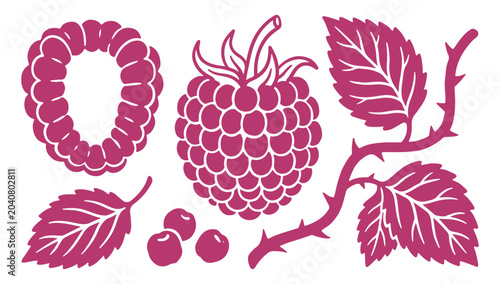 Raspberry fruit and leaves illustrations in pink color on white background