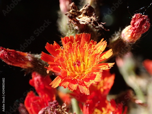 Valokuva Macro of orange hawkweed flower surrounded by a blurred background of spent flow