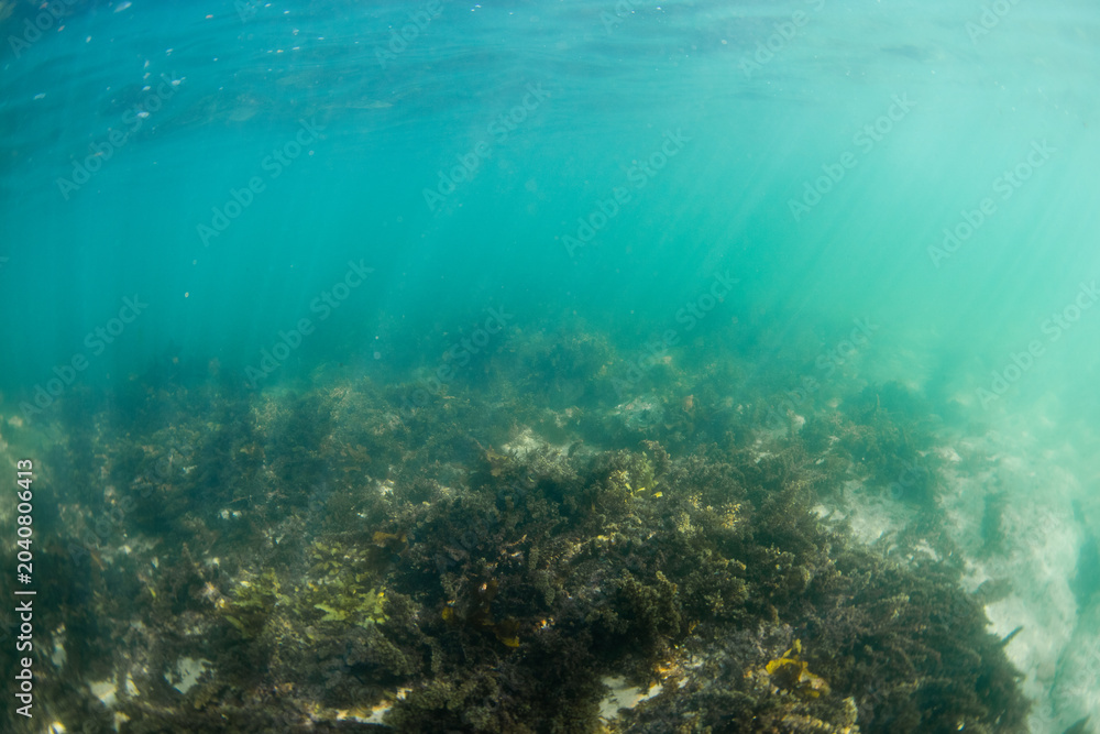 Fototapeta premium View of underwater seaweed reef in the ocean.