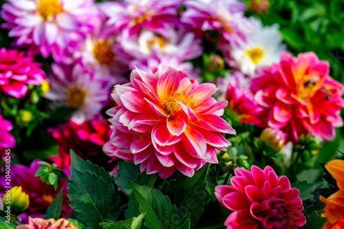 Quadro su tela Dahlia is a genus of bushy, tuberous, herbaceous perennial plants native to Mexico and Central America