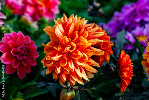Foto Dahlia is a genus of bushy, tuberous, herbaceous perennial plants native to Mexico and Central America