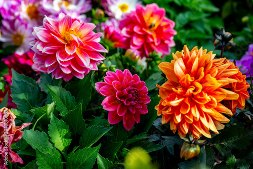 Foto Dahlia is a genus of bushy, tuberous, herbaceous perennial plants native to Mexico and Central America