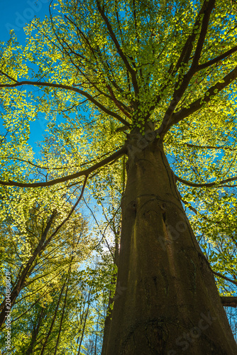 Low angle view of a huge forest tree towering into a clear blue sky, fresh spring green leaves illuminated by the bright daytime sunshine, highlighting the rough texture of the dark wooden bark.