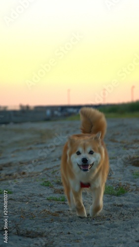 夕方のお散歩