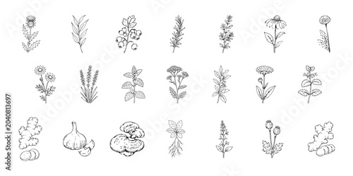 Bild auf Leinwand Medicinal Herbs and Natural Ingredients Collection Hand Drawn Botanical Line Art
