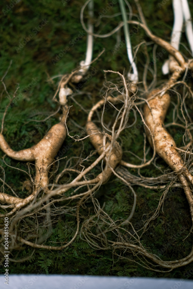 Fototapeta premium Rare wild Korean ginseng roots on green moss background.