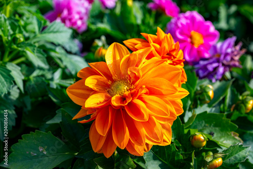 Photos Dahlia is a genus of bushy, tuberous, herbaceous perennial plants native to Mexico and Central America