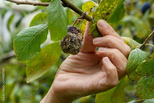 Foto Rotten fruit, fruit picking, Plum harvesting