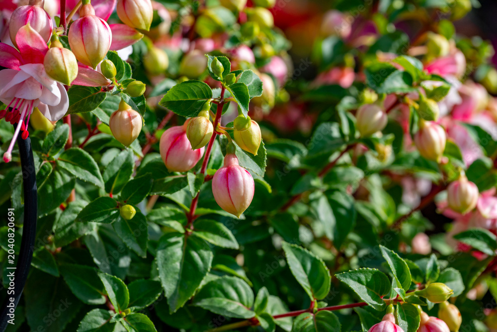 Fototapeta premium Fuchsia is a genus of flowering plants that consists mostly of shrubs or small trees. Almost 110 species of Fuchsia are recognized; the vast majority are native to South America, but a few occur north