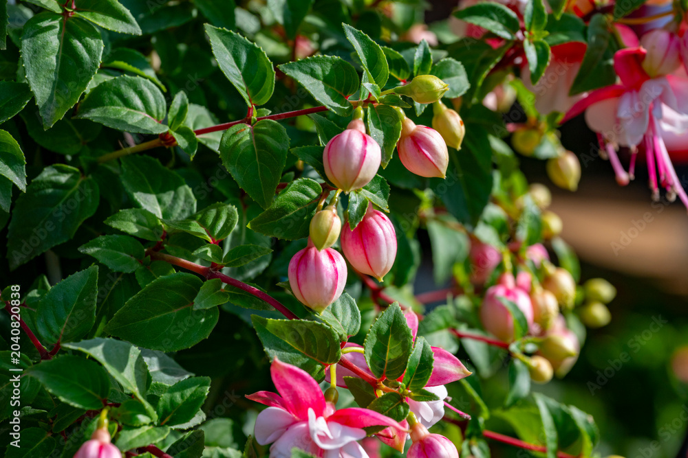 Fototapeta premium Fuchsia is a genus of flowering plants that consists mostly of shrubs or small trees. Almost 110 species of Fuchsia are recognized; the vast majority are native to South America, but a few occur north