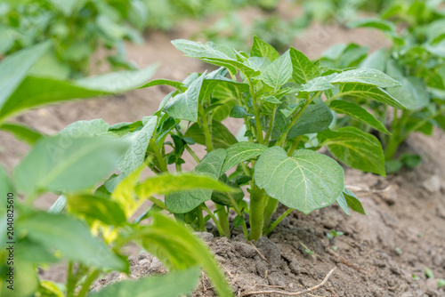 Green potato plants growing in soil on a farm field during the daytime in spring season