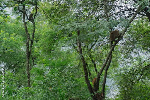 Canvas Print small three monkey sitting in tree and looking for others in tropical jungly gre
