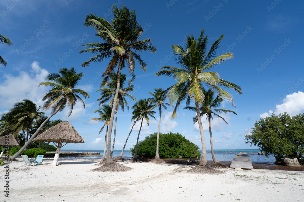 Fototapeta premium Palm trees on tropical beach in Xcalak Mexico