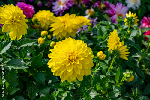 Foto Dahlia is a genus of bushy, tuberous, herbaceous perennial plants native to Mexico and Central America