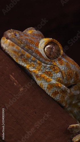 Tokay gecko resting on wooden surface. Extreme close-up of head showing detailed orange and blue scales and large eye. Vertical portrait shot with dark background.
