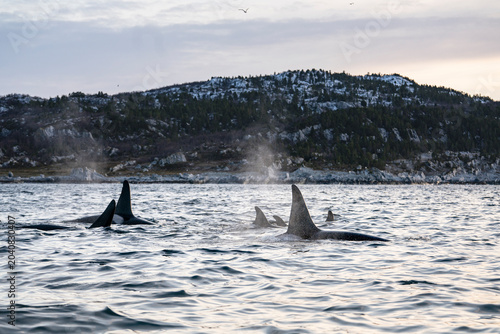 Foto Orca pod surfacing in Arctic waters near Alta Norway