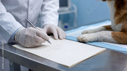 Fényképezés Veterinarian Writing Notes Beside Dog On Examination Table