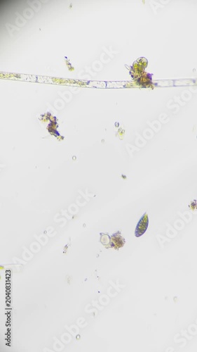 Macro footage of ciliate protozoa filmed under microscope on white background. Captured on slide under high magnification infusoria cellular structure including the nucleus and membrane. Biology theme