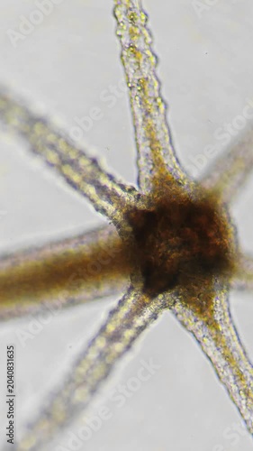 Macro video of a living hydra under the microscope moving its tentacles. Closeup view of tiny wild aquatic predator in action. Its symmetrical legs move as the organism explores underwater world.