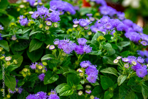 Ageratum houstonianum, commonly known as flossflower, bluemink, goatweed, blueweed, pussy foot or Mexican paintbrush, is a cool-season annual plant often grown as bedding in gardens. Ageratum conyzoid