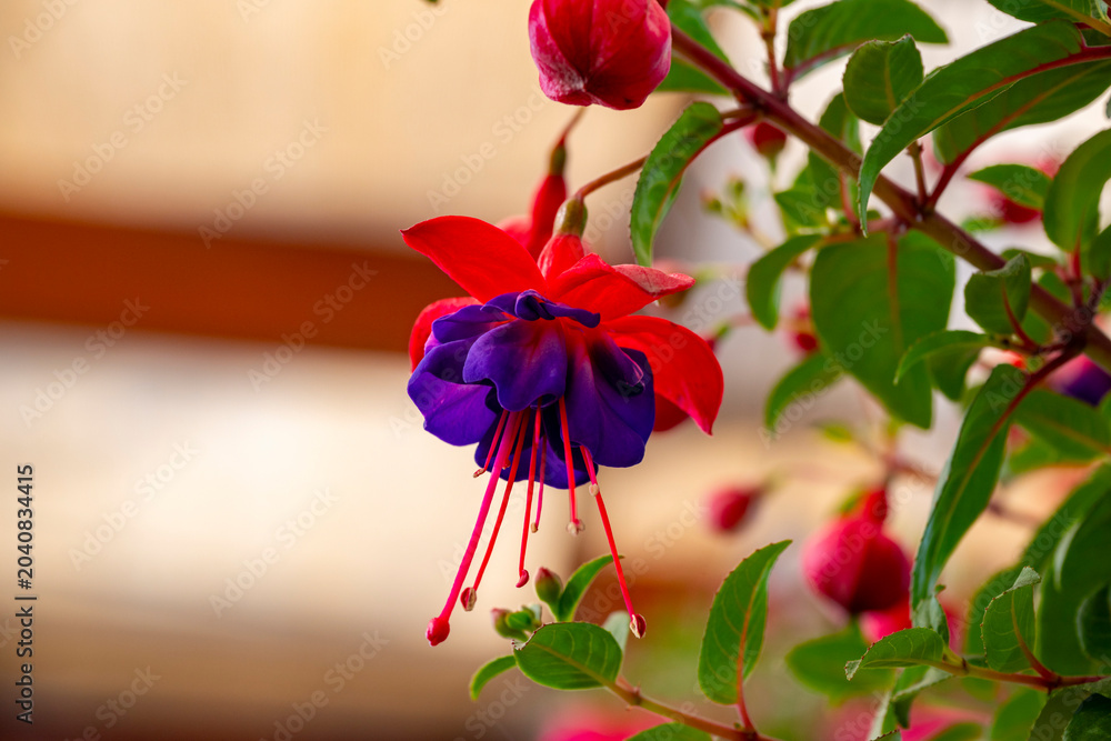Fototapeta premium Fuchsia is a genus of flowering plants that consists mostly of shrubs or small trees. Almost 110 species of Fuchsia are recognized; the vast majority are native to South America, but a few occur north