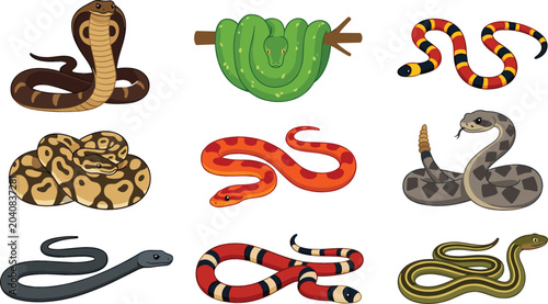Photos Snake species vector collection featuring cobra, python, coral snake, viper and