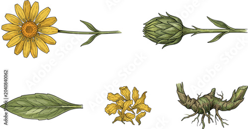 Фотография Arnica Montana Botanical Vector Set Featuring Fully Bloomed Yellow Flower Calyx