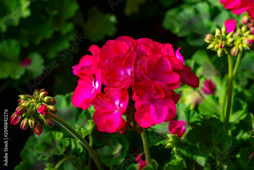 annual, background, beautiful, beauty, bloom, blooming, blossom, botanical, botany, bouquet, bright, closeup, color, colorful, decoration, design, environment, flora, floral, flower, fresh, garden, ga
