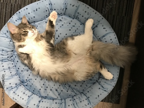 Obraz na płótnie Norwegian Forest Cat Lying on Its Back on a Pet Bed