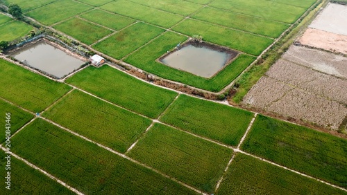 Fotografie Rice paddies and aquaculture ponds creating a lush agricultural landscape from a