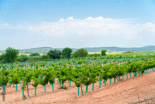 Vineyards landscape on a sunny day 