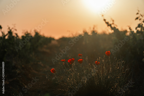 Poppies backlit in a field at sunset. 