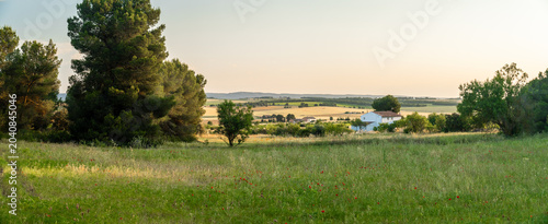 Spring landscape with a field of fresh green grass.