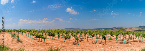 Vineyards landscape on a sunny day 