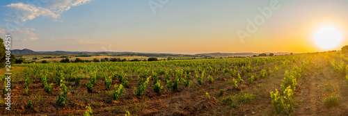 Vineyard field at summer sunset, in Fontanars dels Alforins, Comunidad Valenciana, Spain.