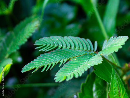 Fotografie Macro shot of fresh Mimosa pudica sensitive plant leaves with dew drops