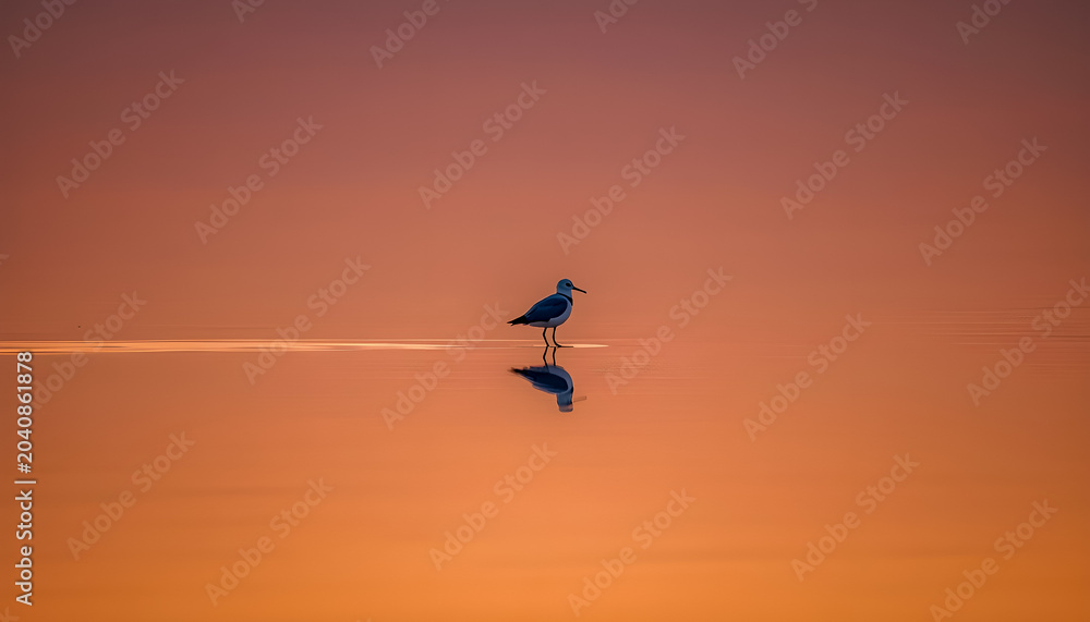 Fototapeta premium A beautiful Black-winged Stilts