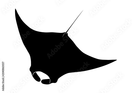 Manta ray