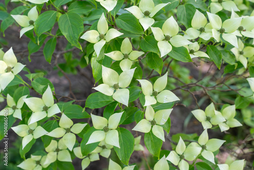 Canvas Print Japanese dogwood Cornus kousa blooms with cream white bracts and green leaves