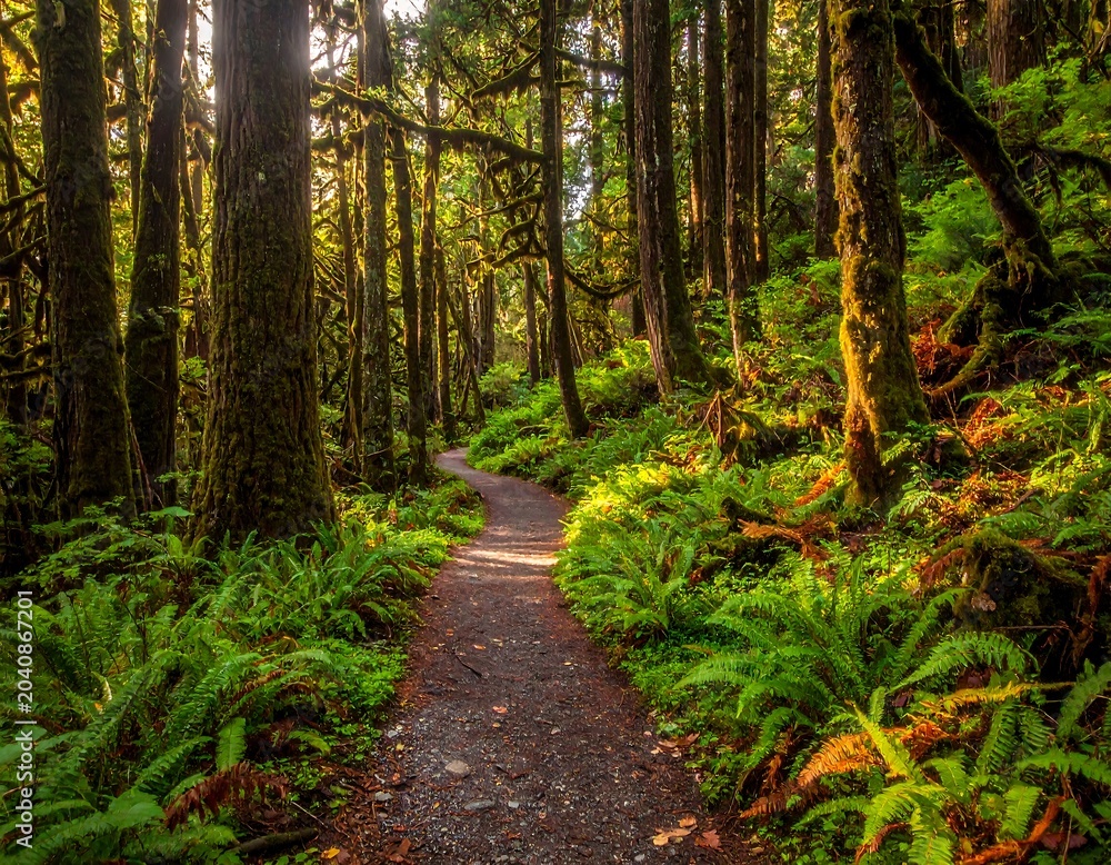 Fototapeta premium A serene forest path with lush greenery and tall trees
