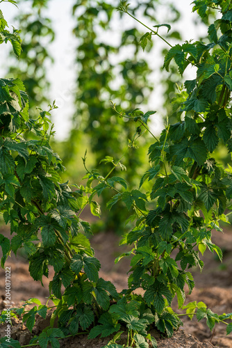 Bavarian Hop field during Spring time in grow phase